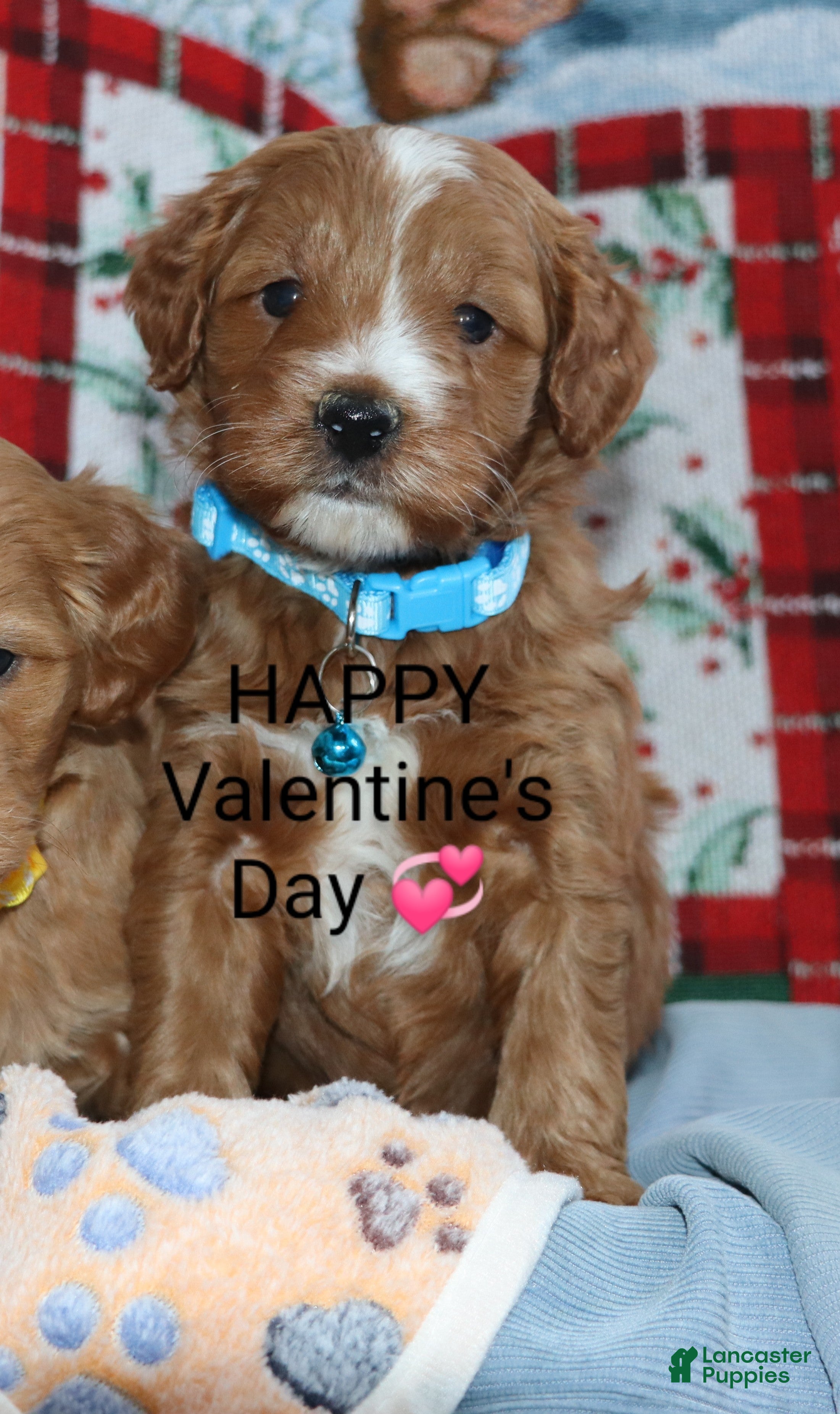 Mini Goldendoodle dogs Waylon 💙 Genetic Clear Parents - Ad 20