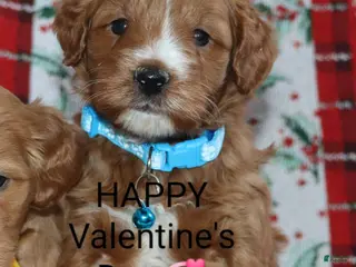 Mini Goldendoodle dogs Waylon 💙 Genetic Clear Parents - Ad 20