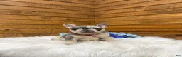 French Bulldog dogs for sale: Jace - Ad 12