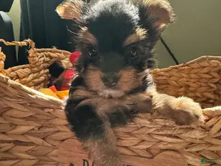 Yorkshire Terrier dogs for sale: Yorkshire Terrier Little Lady - Ad 2