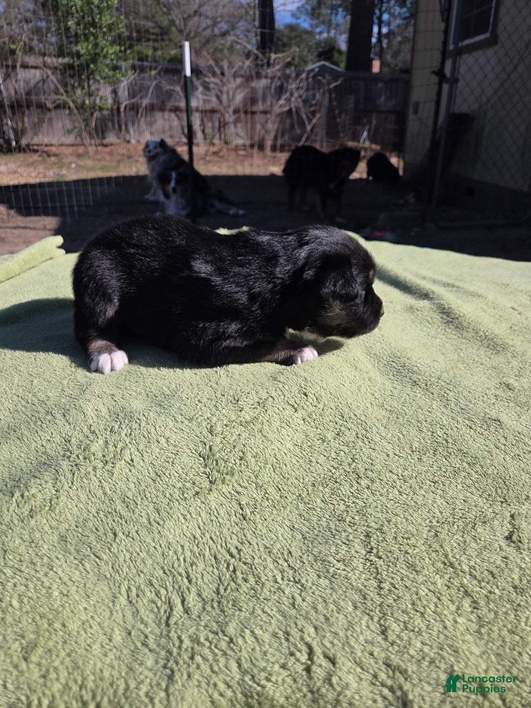 Australian Shepherd dogs for sale: Nina - Ad 2