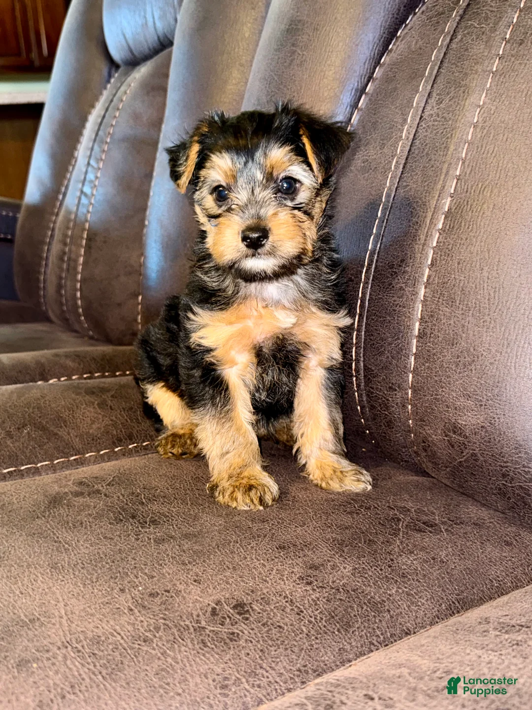 Yorkshire Terrier dogs for sale: Yorkshire Terrier 4 - Ad 2
