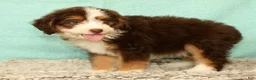 Mini Aussiedoodle dogs for sale: Levi - Ad 7