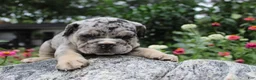 Mixed Breed dogs for sale: Birdie Female English Bulldog - Ad 3