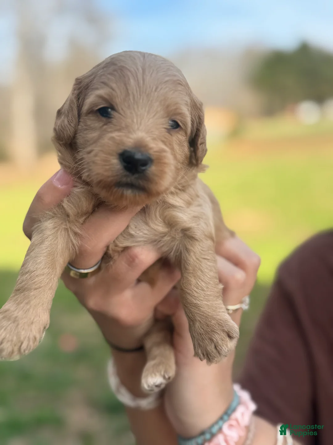 Mini Goldendoodle dogs for sale: Mini Goldendoodle Puppy 1 - Ad 1