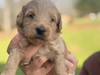 Mini Goldendoodle dogs Mini Goldendoodle Puppy 1 - Ad 23