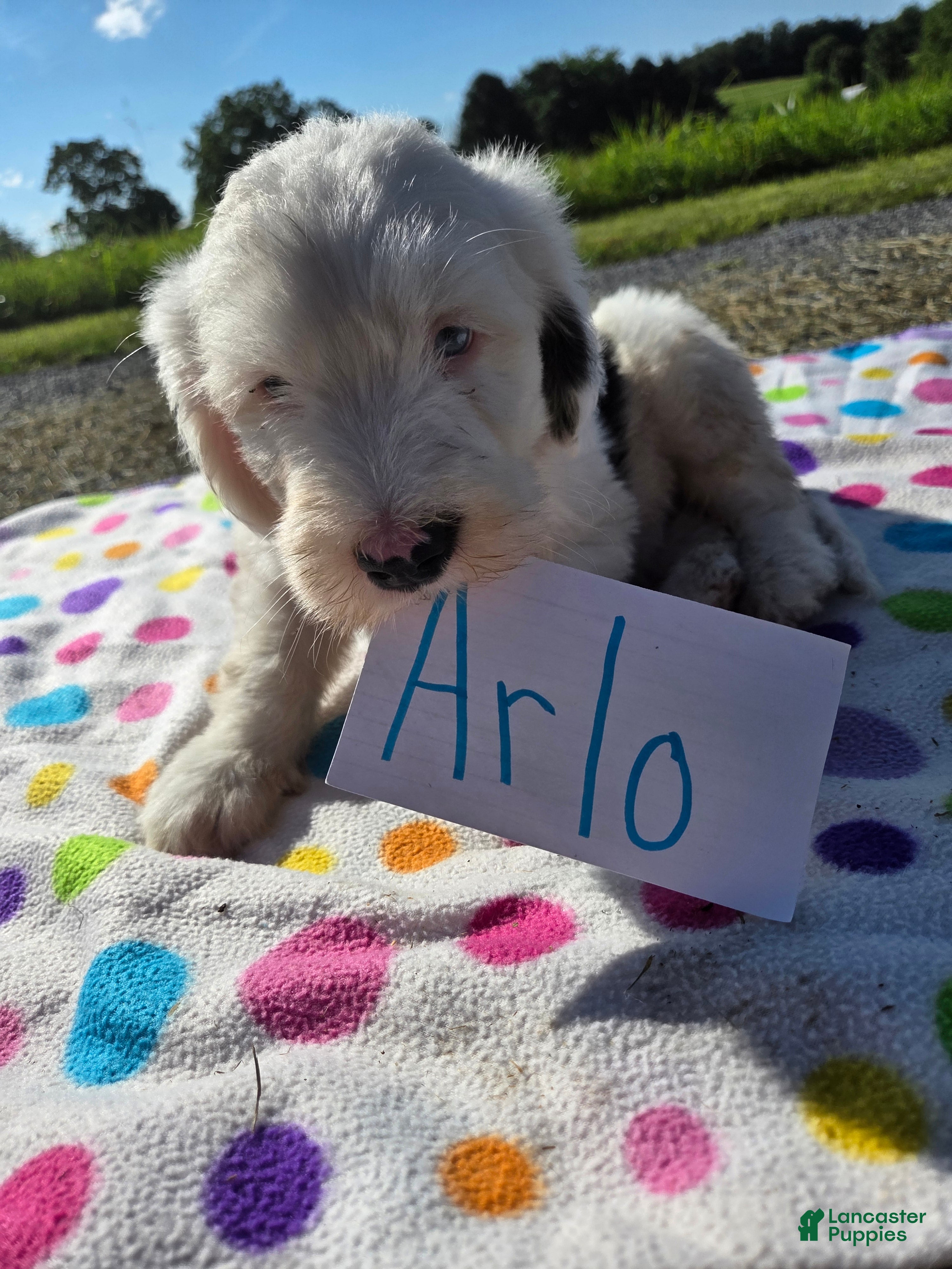 Sheepadoodle dogs Sheepadoodle 8 - Ad 6