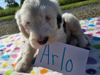 Sheepadoodle dogs Sheepadoodle 8 - Ad 12