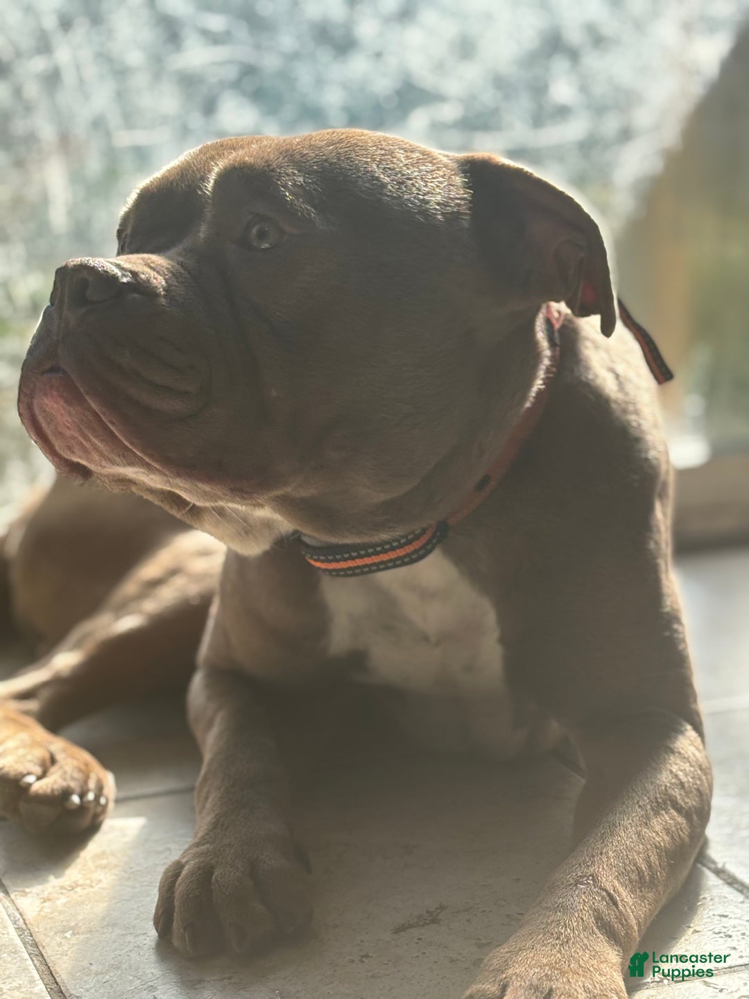 American Bully dogs for sale: American Bully Puppy 3 ( Ash) - Ad 3