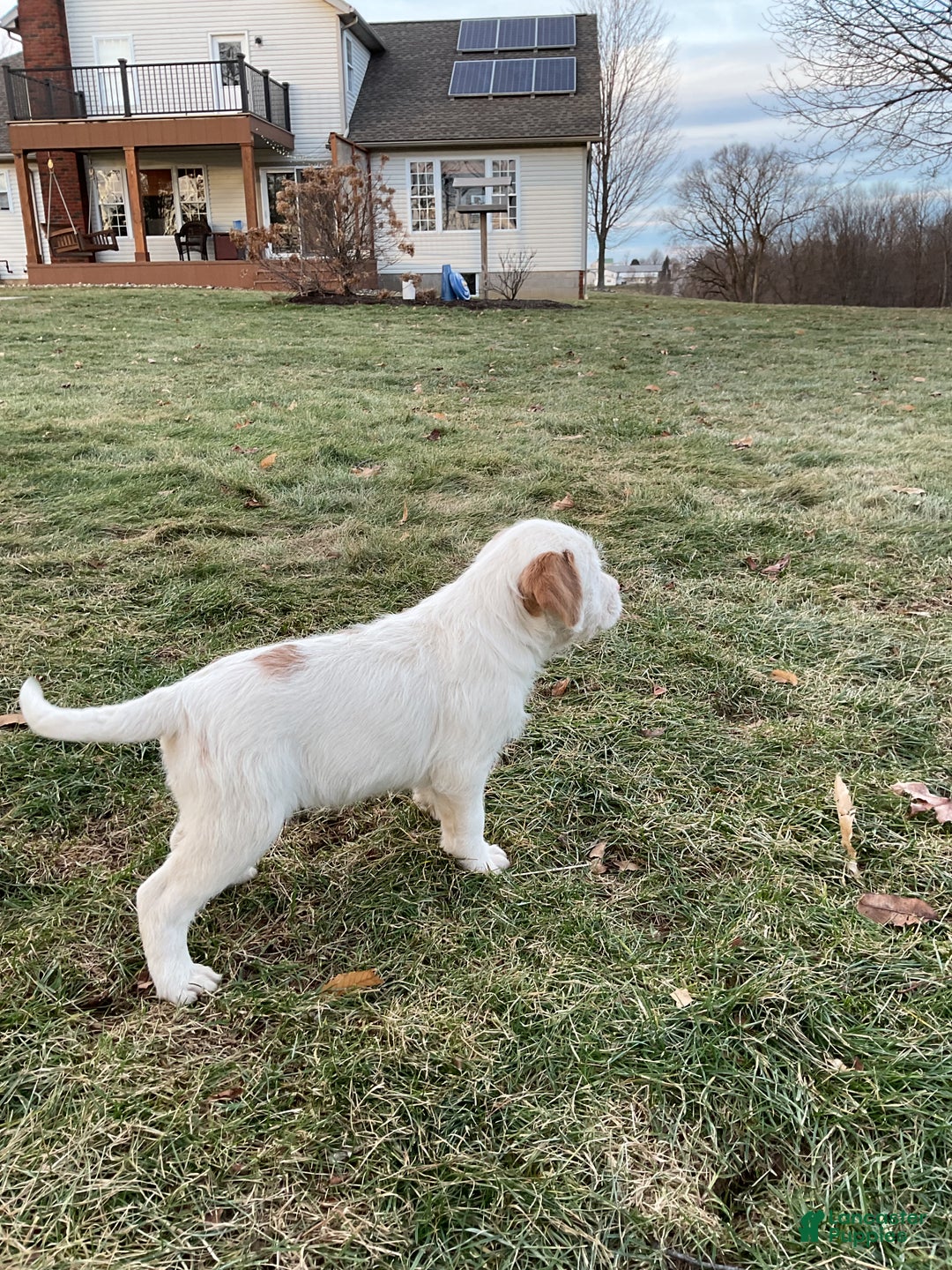 Mixed Breed dogs for sale:  Bernice - Ad 5