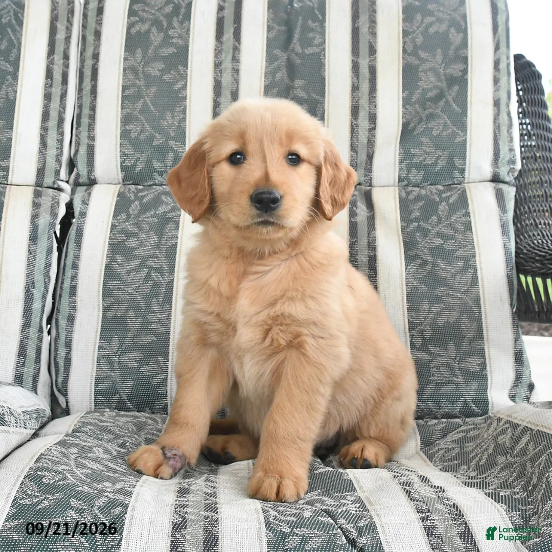 Golden Retriever dogs for sale: Alaina - Ad 1