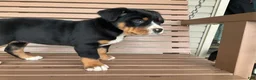 Greater Swiss Mountain Dog dogs for sale:  Jenny - Ad 7