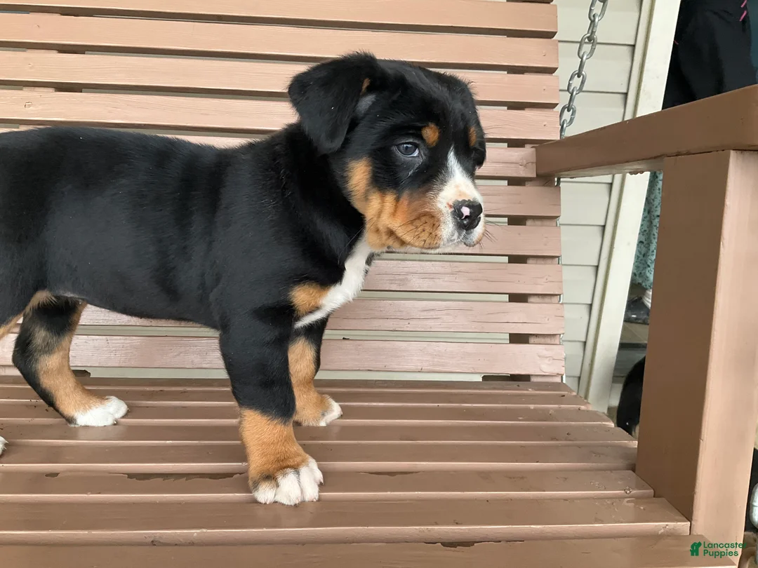 Greater Swiss Mountain Dog dogs for sale:  Jenny - Ad 7