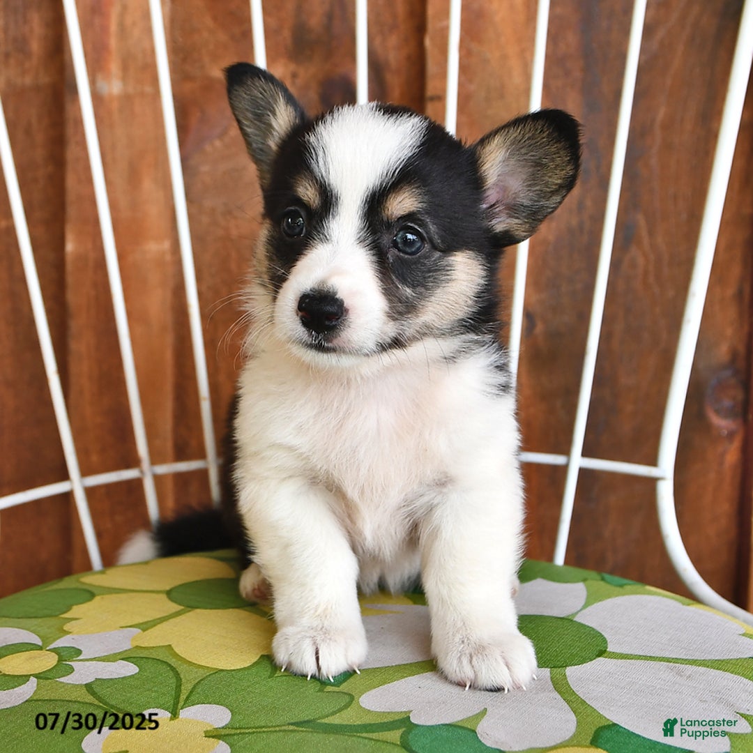 White Corgi Tri Color Cardigan Welsh Corgi Cardigan Welsh Corgi