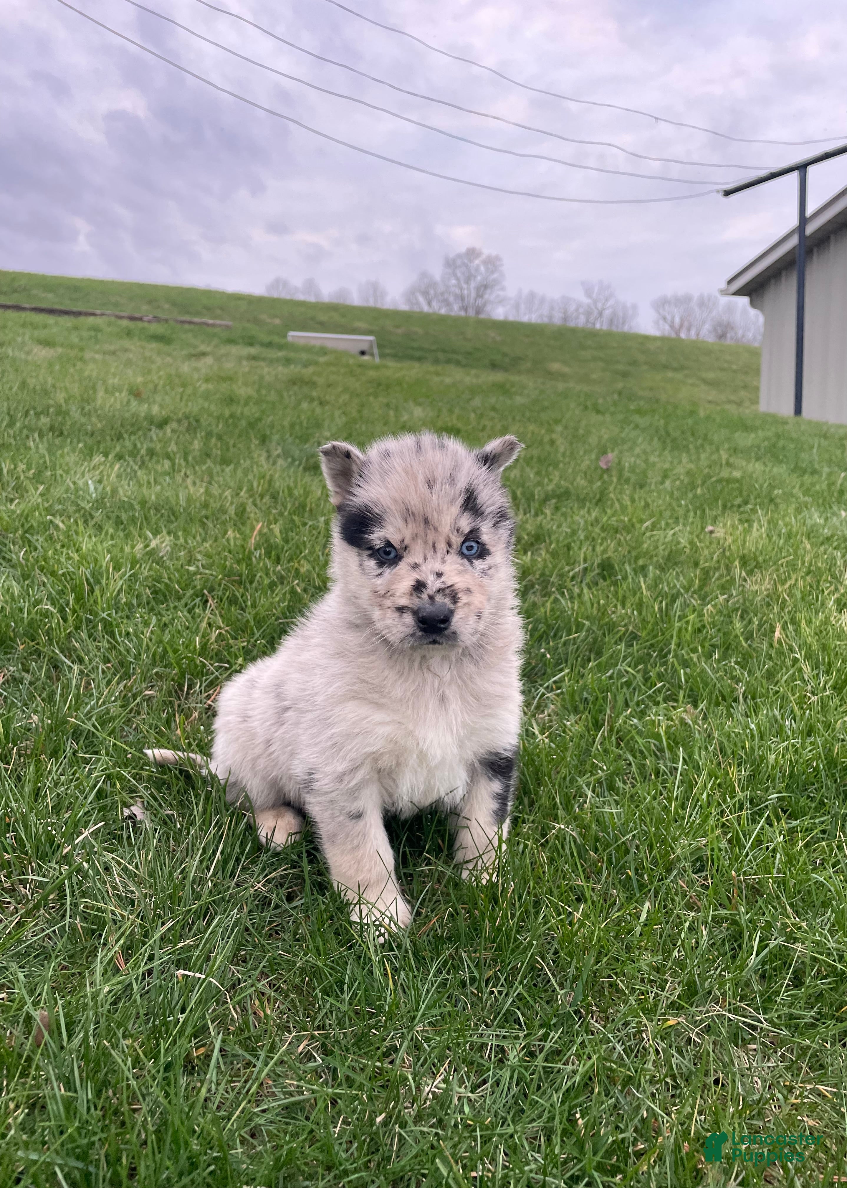 Gerberian Shepsky dogs Wolf - Ad 2