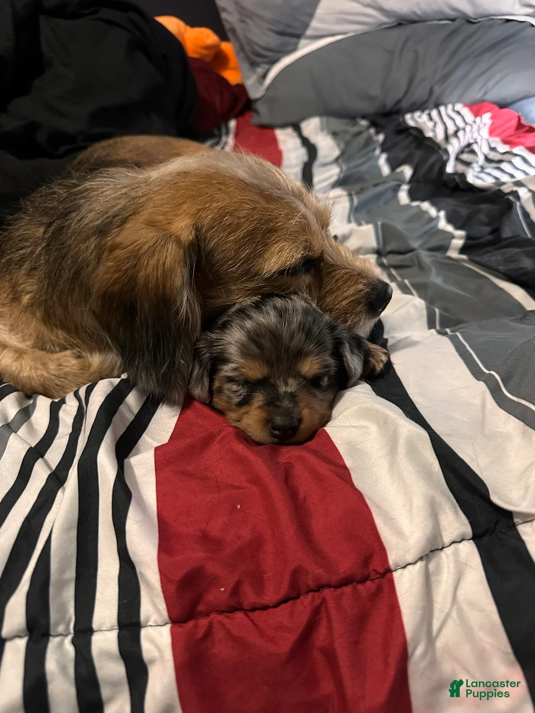 Mixed Breed dogs for sale: Remmy - Ad 6