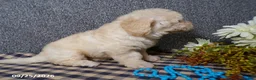 Bichpoo dogs for sale: Tyson - Ad 3