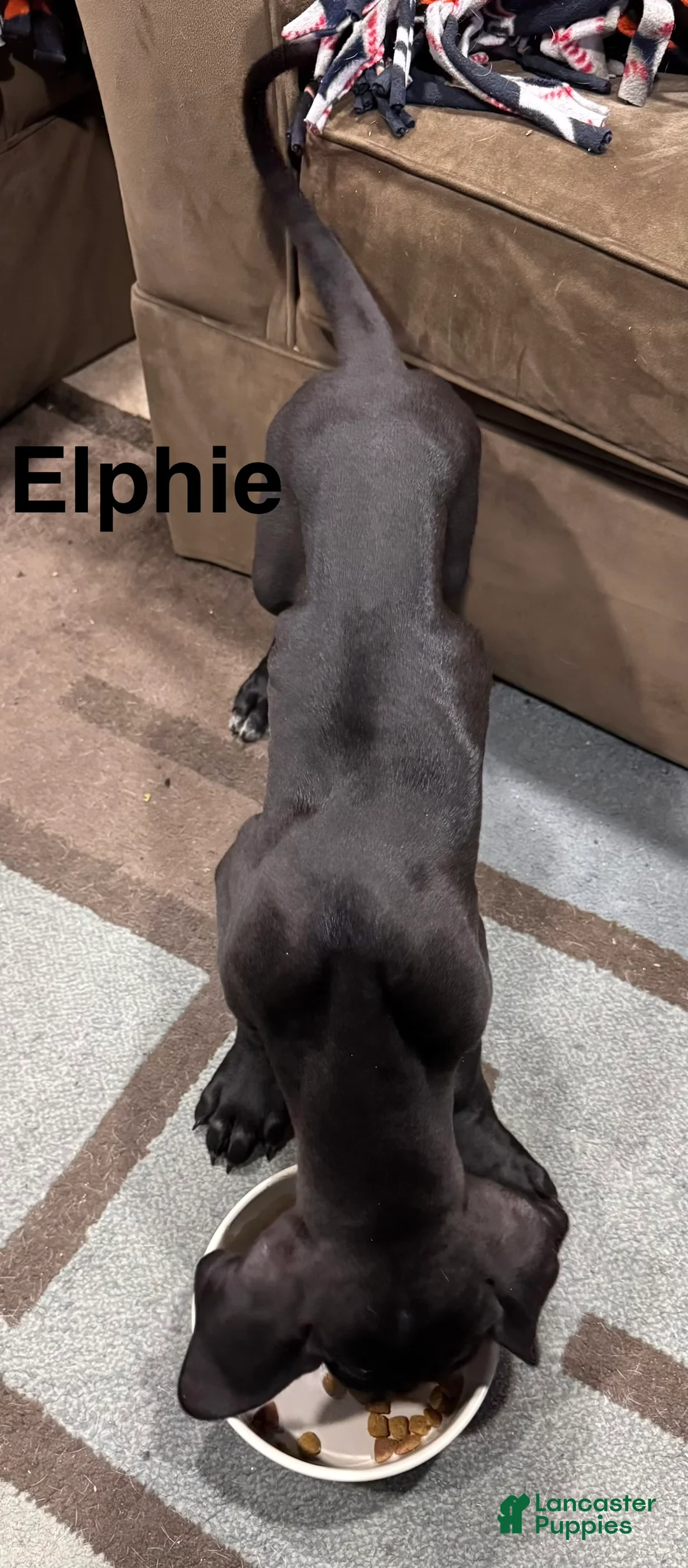 Great Dane dogs for sale: Tobie - Ad 35