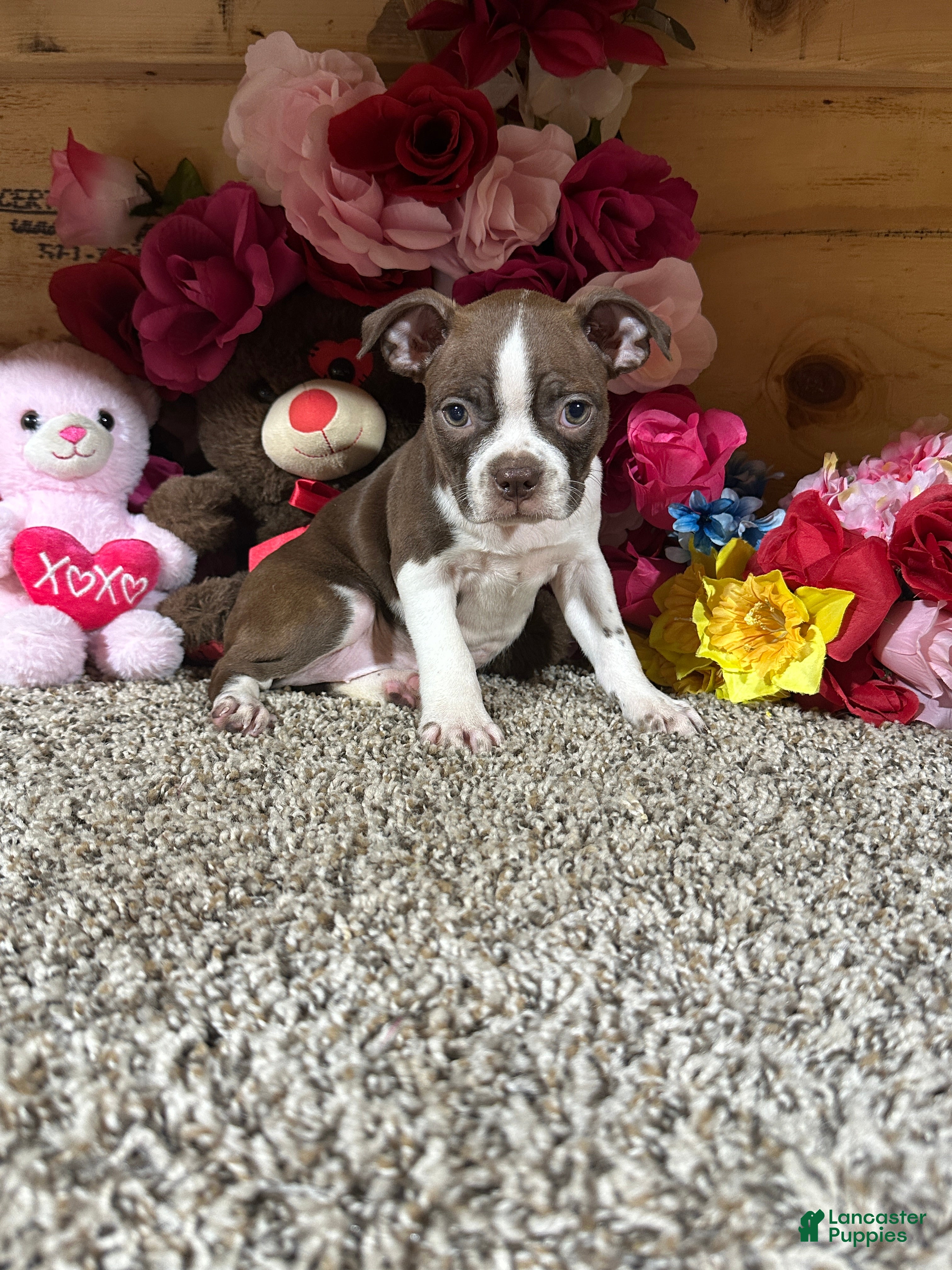 Boston Terrier (Boston Terrier, Female) in Cub Run, KY