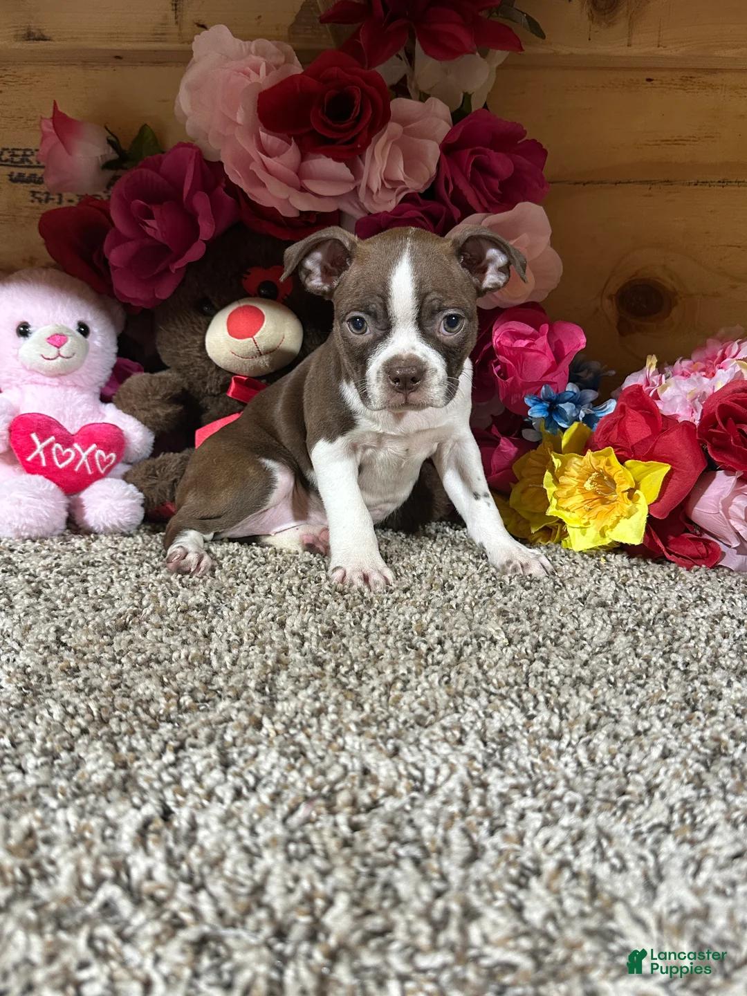Boston Terrier dogs for sale: Boston Terrier 3 - Ad 1