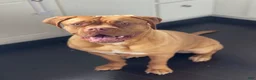 Dogue De Bordeaux dogs for sale: Dogue De Bordeaux Puppy 5 - Ad 66