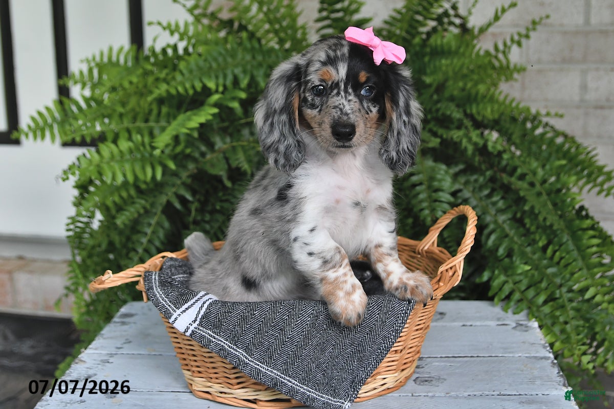Dachshund dogs Gracelyn - Ad 2