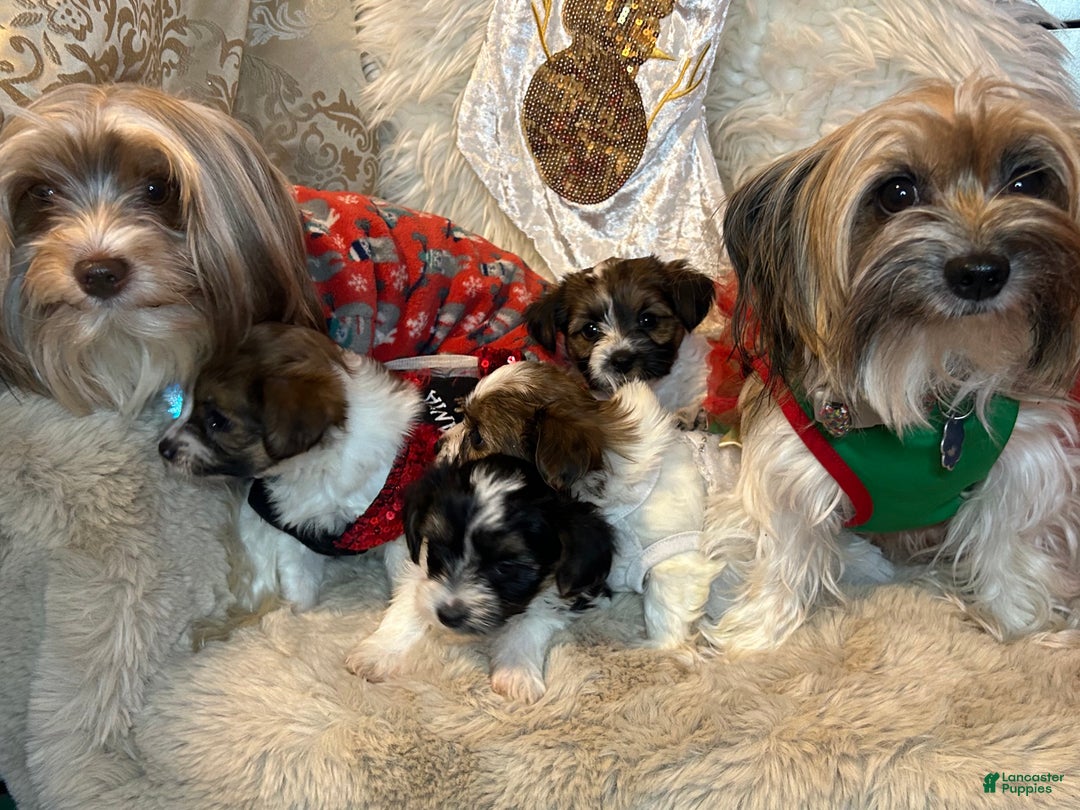 Mixed Breed dogs for sale: Buttercup - Ad 11