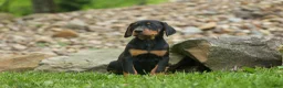 Doberman Pinscher dogs for sale:  Delta (Black Rust) 🖤🐾 - Ad 9