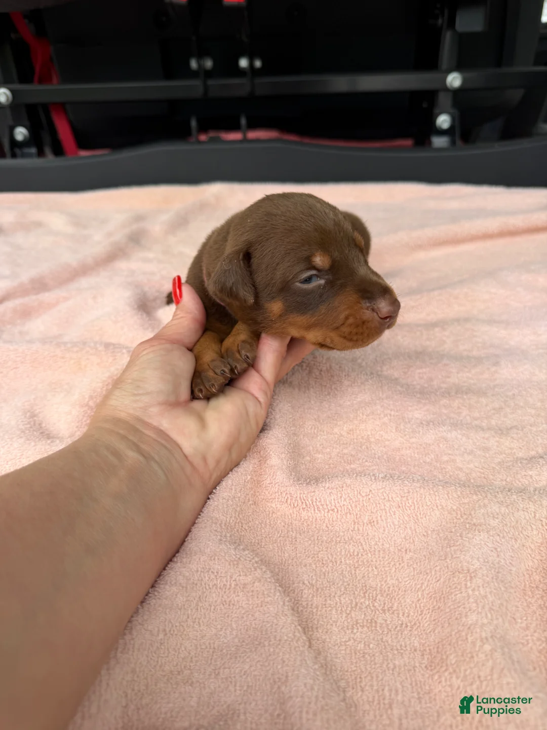 Doberman Pinscher dogs for sale: Doberman Pinscher Puppy 6 - Ad 12