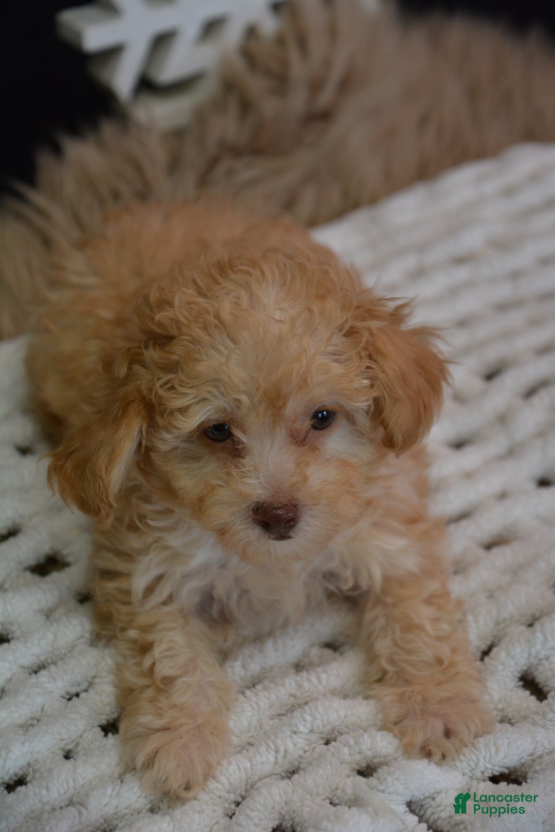 Toy Poodle dogs for sale: Duke - Ad 6