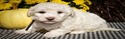 Maltese dogs for sale: Dixie💕   - Ad 6