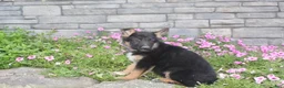 German Shepherd dogs for sale: Ace - Ad 3