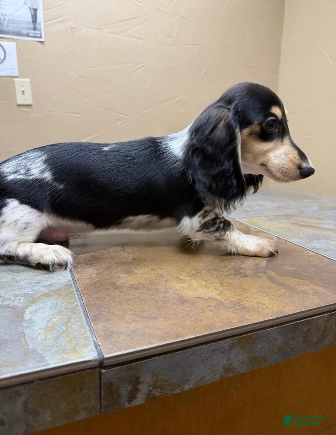 Dachshund dogs for sale: jennings  - Ad 2