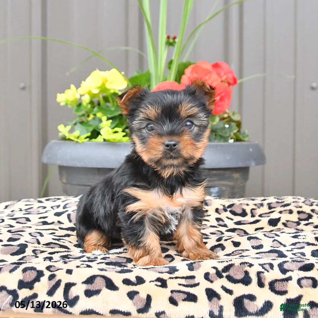 Yorkshire Terrier dogs for sale: Melody - Ad 1