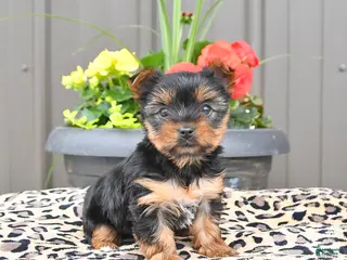 Yorkshire Terrier dogs for sale: Melody - Ad 2