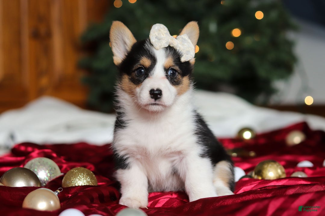 Welsh Corgi Pembroke dogs for sale: Angel - Ad 3