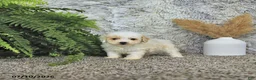Toy Poodle dogs for sale: Tyler   EXTRA SMALL - Ad 3