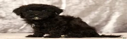 Havapoo dogs for sale: Ranger - Ad 8