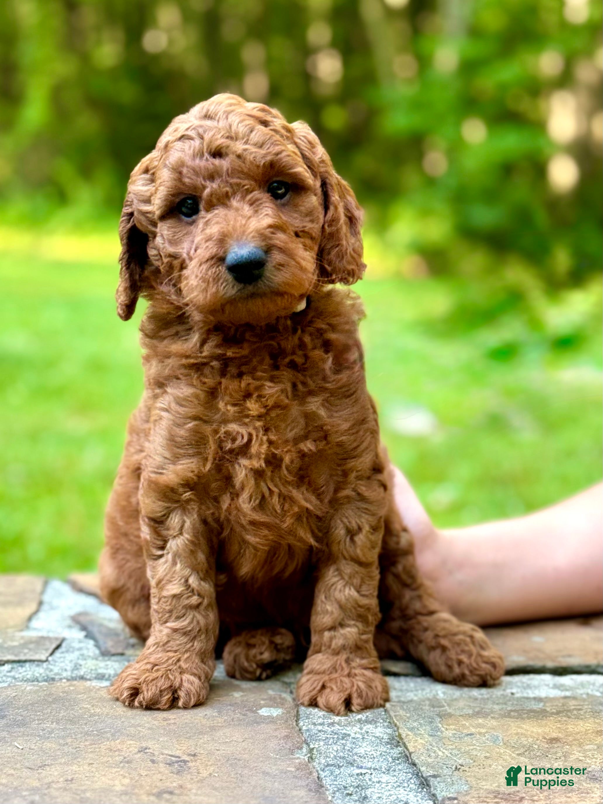 Mini Goldendoodle dogs Mickey - F1b mini boy - Ad 1