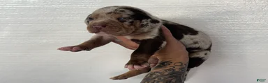 Catahoula Leopard Dog Puppy 5
