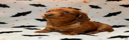 Miniature Dachshund dogs for sale: Pim  - Ad 2