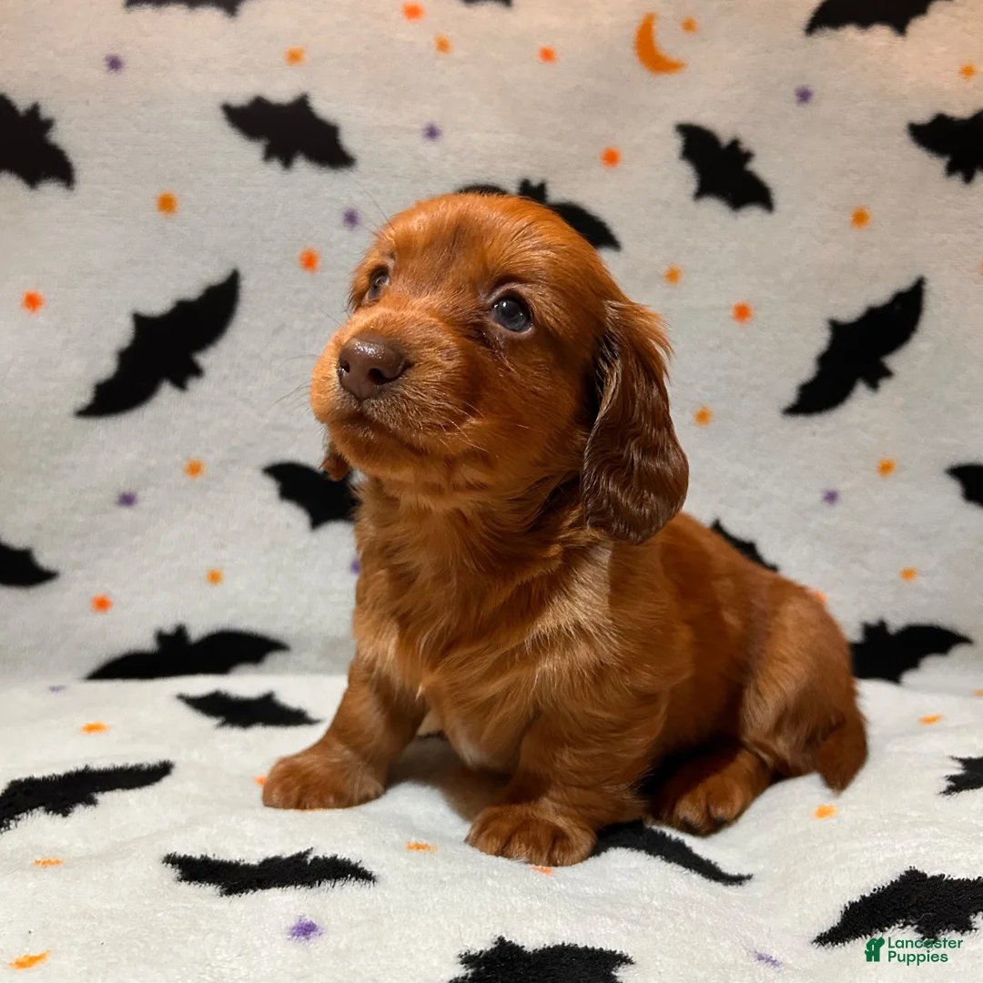 Miniature Dachshund dogs for sale: Pim  - Ad 2