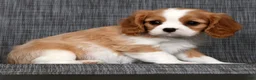 Cavalier King Charles Spaniel dogs for sale: Mitch - Ad 6