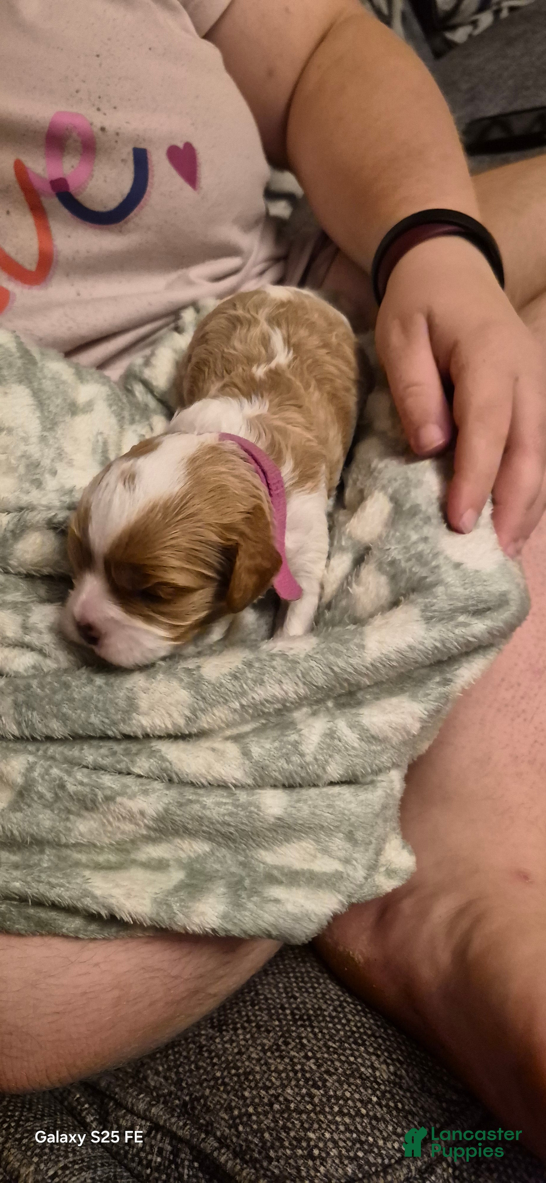 Cavapoo dogs Cavapoo 4 - Ad 2