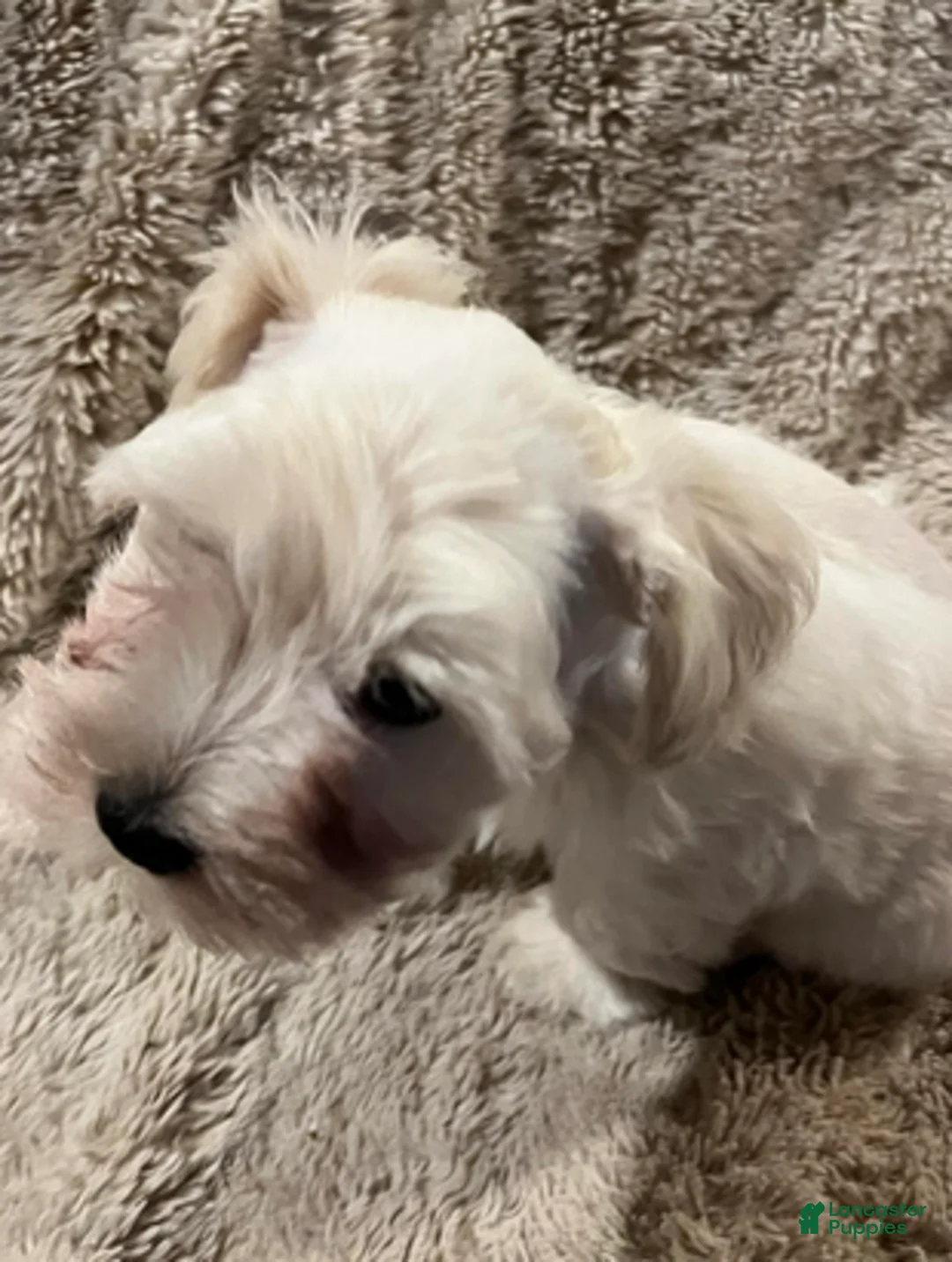 Miniature Schnauzer dogs for sale: Stevie (red collar) - Ad 7