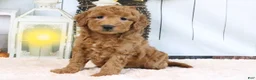 Mini Goldendoodle dogs for sale: Fallon - Ad 3