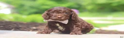 Cockapoo dogs for sale: Casey - Ad 3