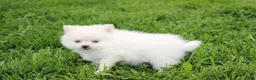 Pomeranian dogs for sale: Cooper  - Ad 3
