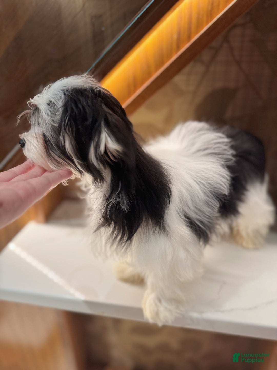 Morkie dogs for sale: Eileen - Ad 4