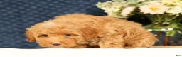 Havapoo dogs for sale: Hazel - Ad 5